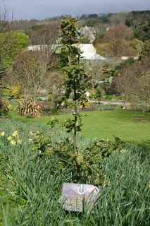 Ventnor : Botanic Gardens