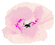 A Poppy