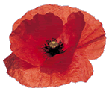 A Poppy